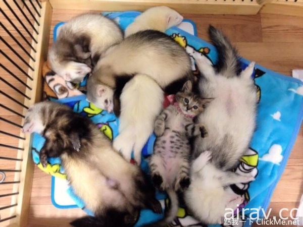 以為自己是雪貂的貓，就是愛和哥哥們擠在一起睡覺覺♥