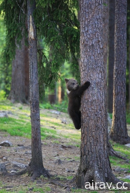 在森林裡跳舞的三隻小熊！根本是童話故事書裡跑出來的吧...