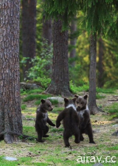 在森林裡跳舞的三隻小熊！根本是童話故事書裡跑出來的吧...