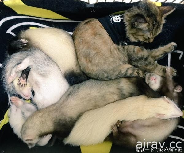 以為自己是雪貂的貓，就是愛和哥哥們擠在一起睡覺覺♥