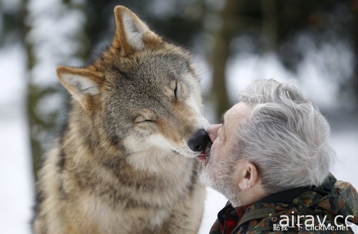 ８０歲老翁用半輩子保育７０匹狼，現代版「狼人」的故事！