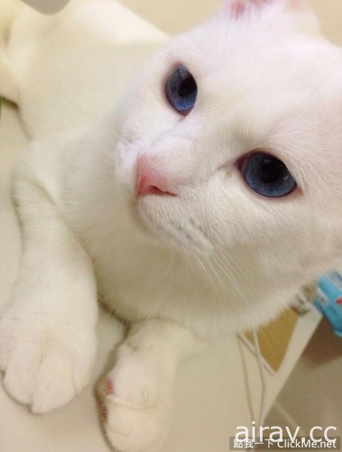 這隻白貓決定用「超崩壞睡顏」來挑戰貓奴的神經！