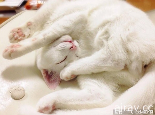 這隻白貓決定用「超崩壞睡顏」來挑戰貓奴的神經！
