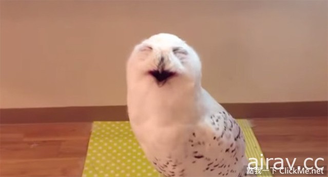 貓頭鷹真的會笑嗎？世界上最幸福的雪鴞告訴你♥