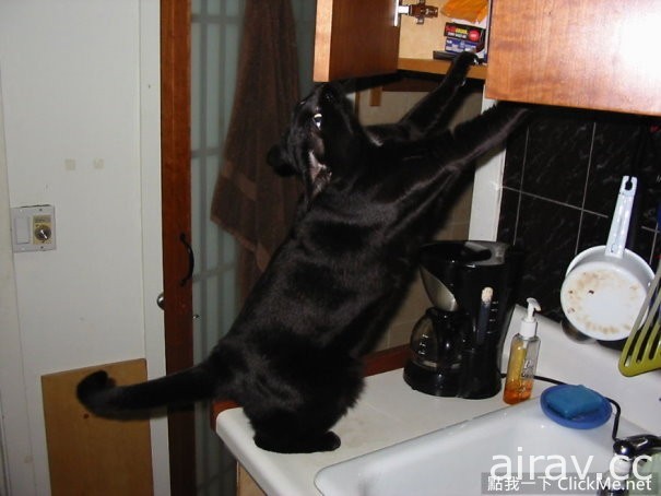 貓咪大盜現身，要來偷拐搶騙走你家所有東西了！