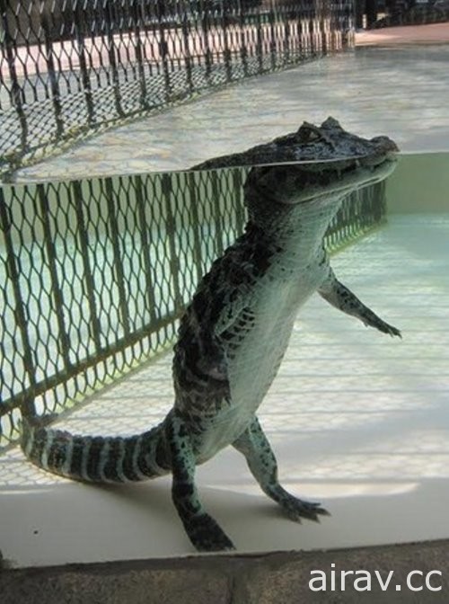 《驚奇》原來鱷魚在水裡是這副模樣！