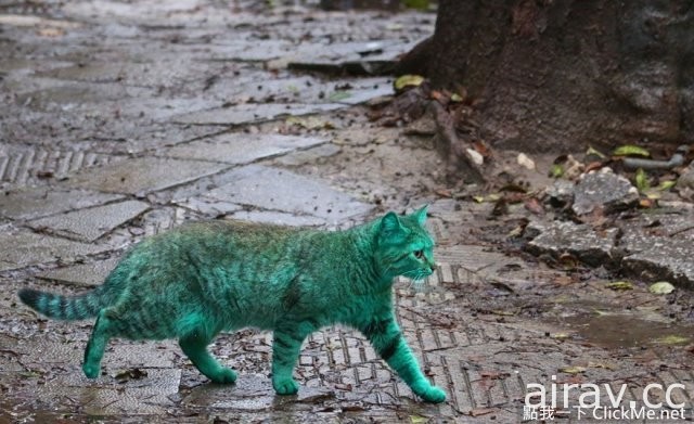 保加利亚街头惊见绿猫，难不成是基因突变？！