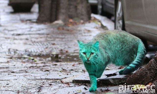保加利亞街頭驚見綠貓，難不成是基因突變？！