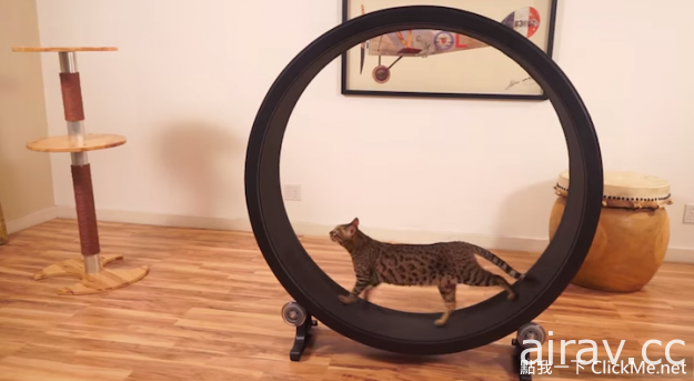 《貓咪版滾輪跑步機》現在就該為你家胖貓貓準備的好物♥