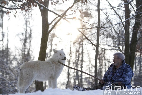 ８０岁老翁用半辈子保育７０匹狼，现代版“狼人”的故事！