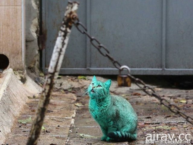 保加利亚街头惊见绿猫，难不成是基因突变？！