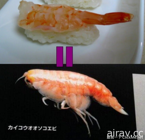 遨游在深海中的鲜虾寿司，看的我都饿了呢！