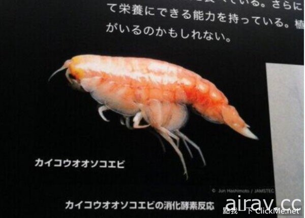 遨遊在深海中的鮮蝦壽司，看的我都餓了呢！