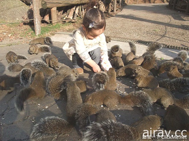 治癒系小動物王國登場！日本「松鼠花園」讓所有遊客萌到流鼻血！