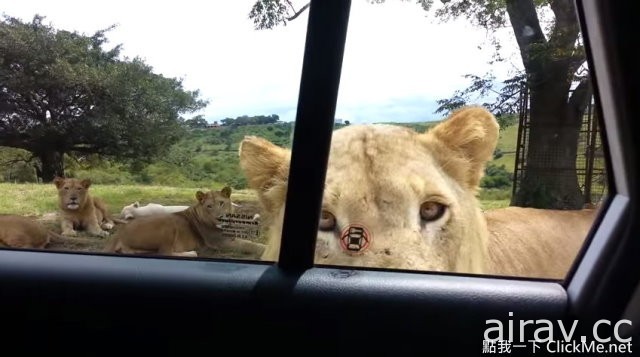 開車去參觀野生動物時請小心，因為這年頭獅子已學會開門...