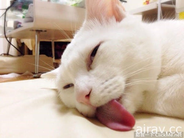 这只白猫决定用“超崩坏睡颜”来挑战猫奴的神经！