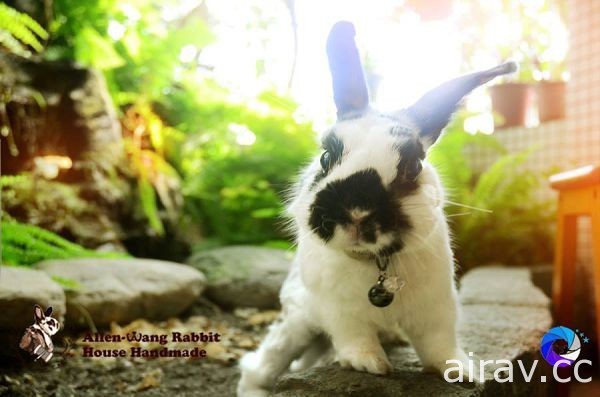 《１０种猫狗以外最受欢迎的宠物》，可惜有些台湾不能养啊...