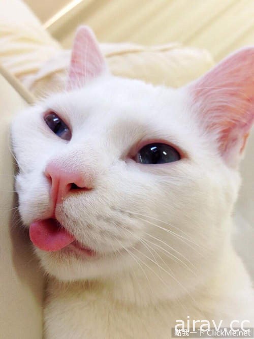 这只白猫决定用“超崩坏睡颜”来挑战猫奴的神经！